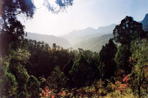 仙臺山